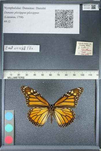 Media type: image;   Entomology 164981